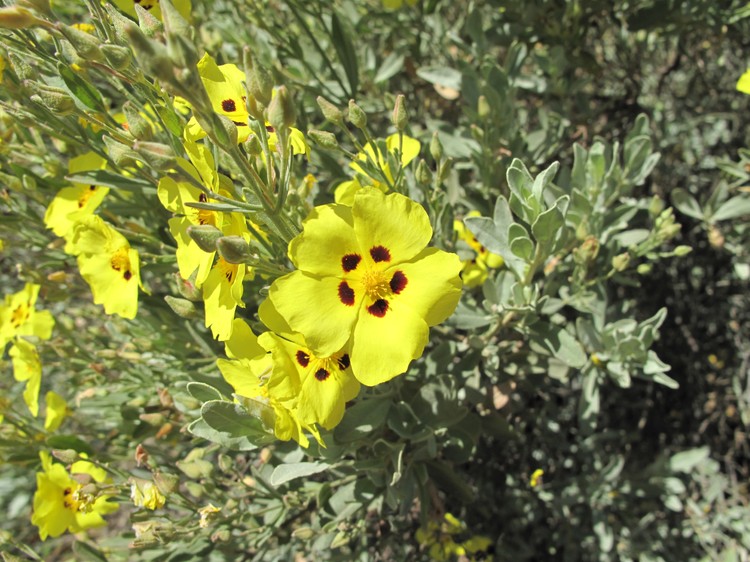 Halimium halimifolium